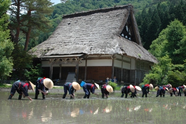 令和4年「第37回白川郷田植え祭り」 開催のお知らせ