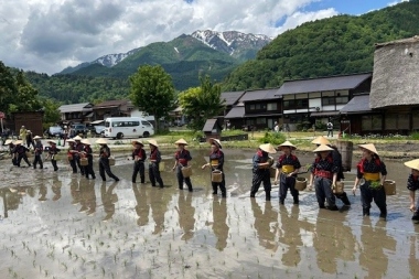 令和8年「第41回白川郷田植え祭り」 開催について
